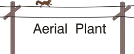 Aerial Plant